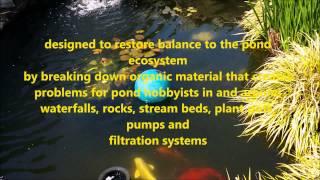Koi Pond water quality