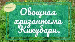 Выращиваем овощную хризантему Кикубари.  Видищев Геннадий