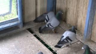 RACING PIGEON ( Pacman v/s Weather Fight )