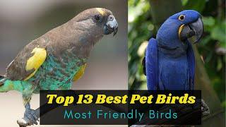 Top 13 Best Pet Birds for beginners -  Most Friendly Birds for Pets - Learning Video