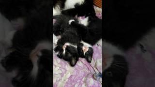 Канат[2]