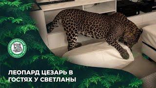 Леопард Цезарь в гостях у Светланы