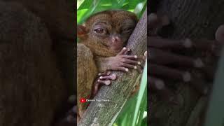 Follow @DeannaTroyTravels for more Asian #wildlife. The #tarsier lives in the #philippines