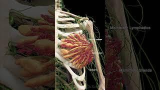  The Mammary Lymphatic System: A Crucial Network  #anatomy