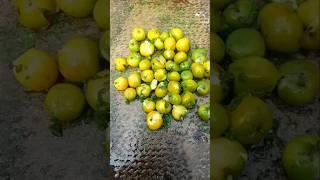 Spicy jujube masala recipe #shorts