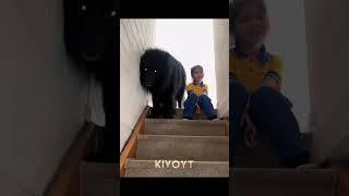 Dog Protection 2