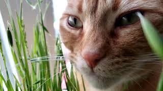 ASMR Best cat eating grass video!