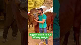 Biggest Brahman Bull 1200Kg – Qurbani 2025 Monster!  | Mera Shauk Official