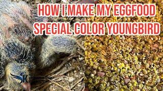 How i make my eggfood | Special Color youngbird |Racing Pigeons! |
