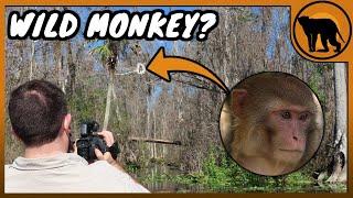 The WILD Monkeys of Florida - PART 1 Rhesus Macaques 