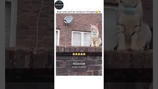cats in the uk#uk #ukmemes #ukdrill