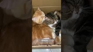 Kibo Kucing PK #catlover #kucinglucu #catofyoutube #kibo #kucingpersia