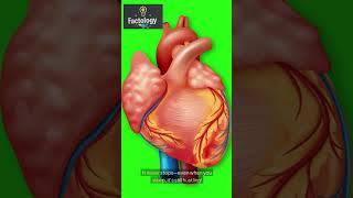 This Happens to Your Heart Every 24 Hours | I Bet You Didn't Know THIS About Your Heart! #shorts