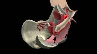 Anatomy of female sexual pleasure - 3D View