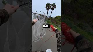 How To Catch Live Bait With a Hoop Net! #fishingvideo #fishing #baitfishing #fish