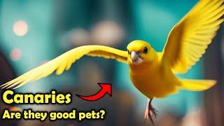 Canaries as Pets: The Pros and Cons of Keeping a Canary as Pet!