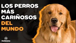 TOP 10 DE LAS RAZAS DE PERROS MÁS CARIÑOSAS DEL MUNDO