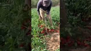 Tomato Harvest Amazing #farming #satisfying #shorts #agriculture #china #cropmanagement