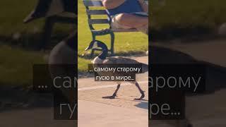 Самый старый гусь в мире... #goose #gooseand