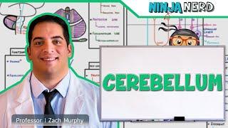 Neurology | Cerebellum Anatomy & Function