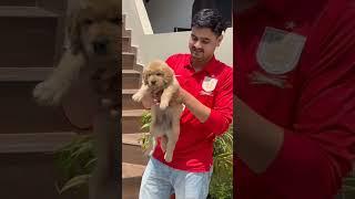 100% Pure breed Golden retriever with certificate #shorts #shortvideo #dogs #viral