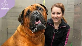 Conquering Fear: Heartwarming Groom on a Powerful Bullmastiff Guard Dog