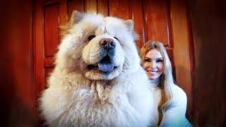 THE CHOW CHOW DOG - Fierce or Friendly? 松狮犬