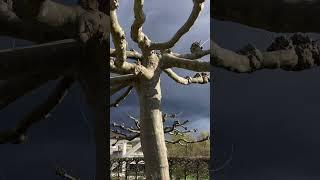 Mystery shapes Blooming trees Zurich University Switzerland.