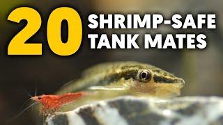 Dwarf Shrimp  20 Tank Mates To Create The Perfect Community Aquarium