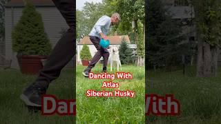 Giving My Husky a Dance Lesson #dogshorts #funny