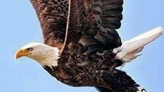 Eagle, The king of birds #eagles #birds #goodshort #birdsofinstagram #flyingeagles #natgeo #viral