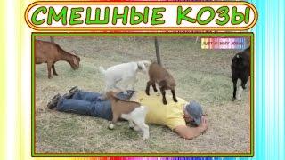 Смешные козы и козлята! Затягивающие приколы про коз! Классные животные. Best Funny Goats Videos