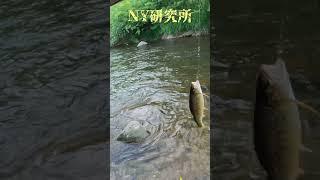 Wetfly Fishing in Hokkaido  by NY研究所