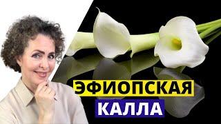 КАЛЛУ Эфиопскую вырастить ЛЕГКО