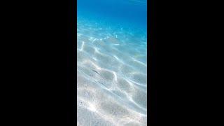 Alexandra Resort | Coral Gardens