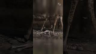 The Desperate Struggle of a Giraffe Calf and Its Heartbreaking Final Moments by the Waterhole