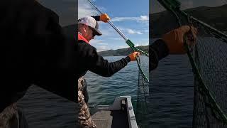 Her FIRST Ever Chinook Salmon!
