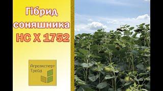 Соняшник НС Х 1752 , опис гібриду  - насіння в Україні