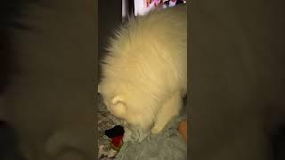 Думаю в прошлой жизни он был конем #самоед #samoyed #puppy #samoyedclub #животные #собака