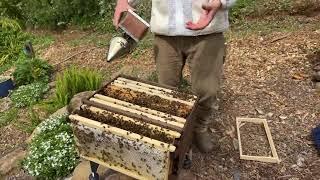 Flow Hive split inspection �