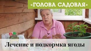 Голова садовая - Лечение и подкормка ягоды