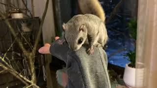 Жизнь домашней белки-летяги ! Russian flying squirrel! Momonga - 飞松鼠