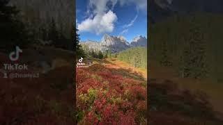 Альпийский луг во всей красе