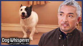 Restless Jack Russell Won’t Stop Chasing His Tail | Dog Whisperer With Cesar Millan