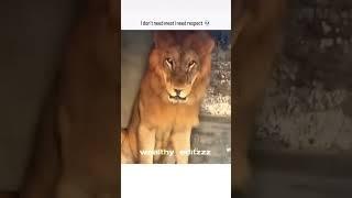 #sorts #dangerous lion lovers