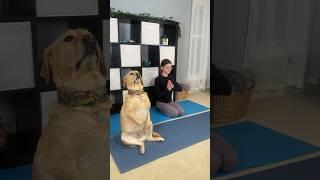 My dog does yoga!