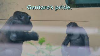 Gorilla Gentaro brags to Kintaro about his drumming.【Kyoto city zoo/Gorilla Fam】