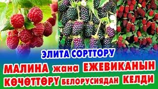 МАЛИНА жана ЕЖЕВИКА көчөттөрү БЕЛОРУСИЯДАН келди ~ ЭЛИТА СОРТТОРУ ~ ТҮГӨГӨНЧӨ АЛЫП АЛГЫЛА!