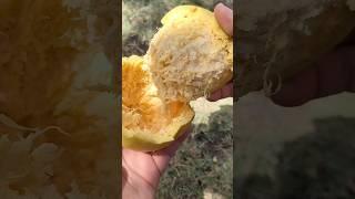 fresh बेल् फल् fruts  || Nature #fruit #VDS@style-i2z #viralshorts