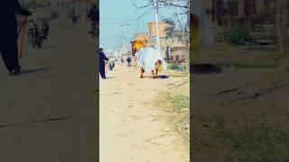 Zuljinah Murtajiz Badshah #zuljanah #shortvideo #viralvideo #youtubeshorts